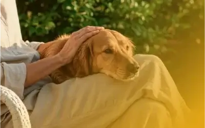 La calma en perros: base de la educación canina moderna