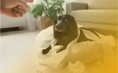 Por qué castigar a un perro no enseña, solo confunde