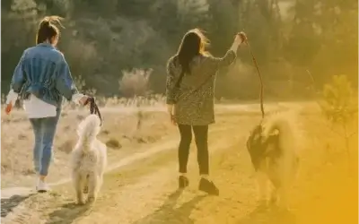 El paseo perfecto: cómo evitar que tu perro tire de la correa
