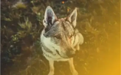 Etología canina: cómo entender a tu perro y mejorar la convivencia