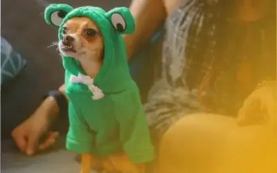 ¿Estamos humanizando demasiado a los perros? Claves para entenderlos mejor