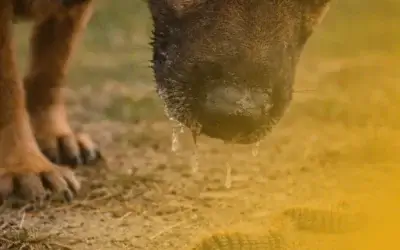 Procesionaria del pino en perros: qué hacer cuando es demasiado tarde (y cómo evitarlo)