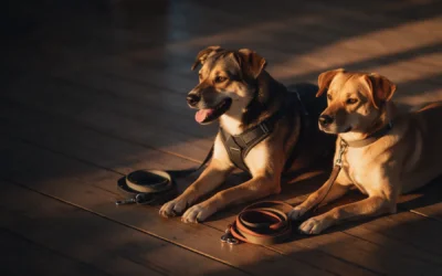 Arnés vs collar: por qué tu perro tira más con arnés (y cuándo sí usarlo)