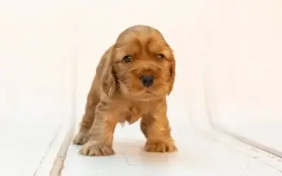 Tu cachorro en casa: guía de los primeros 30 días